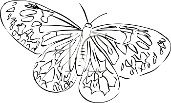 Insect Clipart