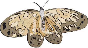Insect Clipart