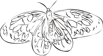 Insect Clipart