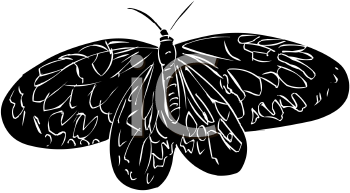 Insect Clipart