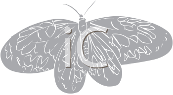 Insect Clipart