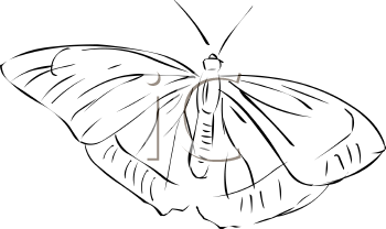 Insect Clipart