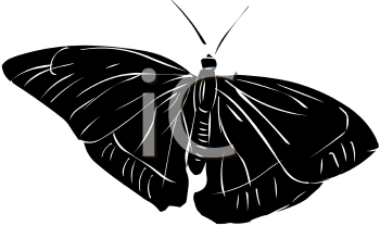 Insect Clipart