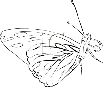 Insect Clipart