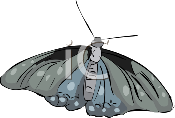 Insect Clipart