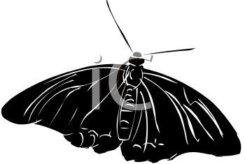 Insect Clipart