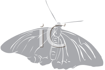 Insect Clipart