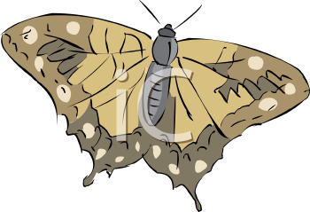 Insect Clipart