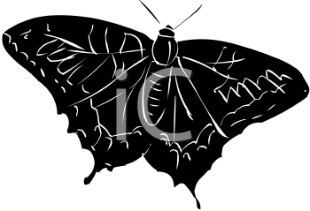 Insect Clipart