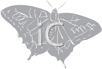 Insect Clipart