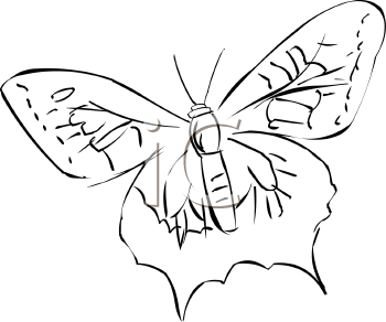 Insect Clipart
