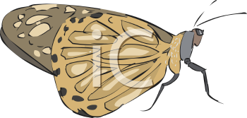 Insect Clipart