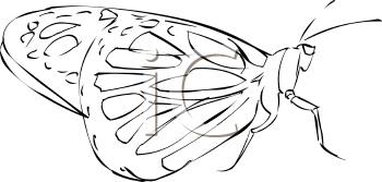Insect Clipart