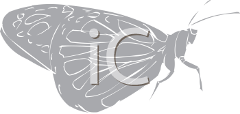 Insect Clipart
