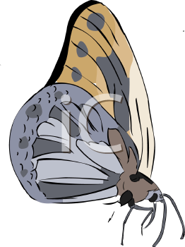 Insect Clipart