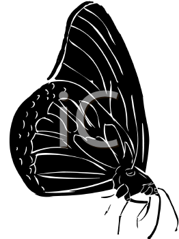 Insect Clipart
