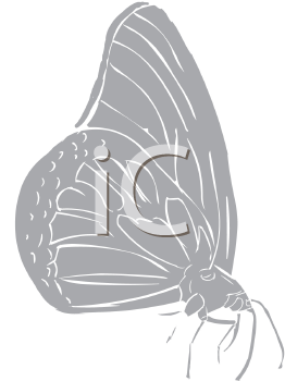 Insect Clipart