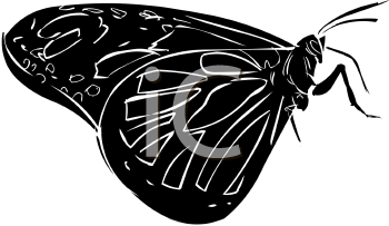 Insect Clipart