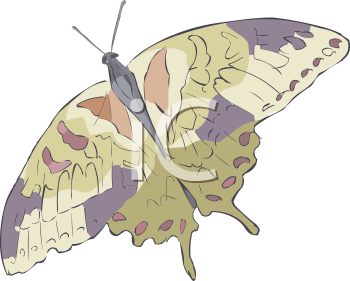 Insect Clipart