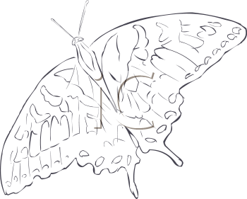 Insect Clipart