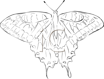 Insect Clipart