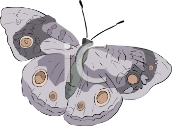 Insect Clipart