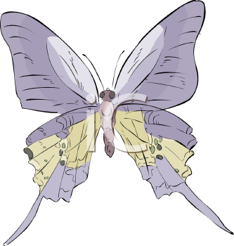 Insect Clipart