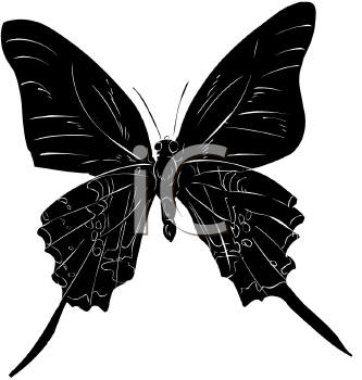 Insect Clipart