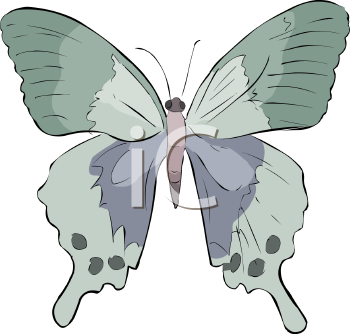 Insect Clipart