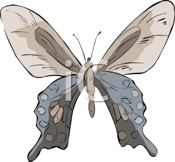 Insect Clipart