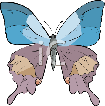 Insect Clipart
