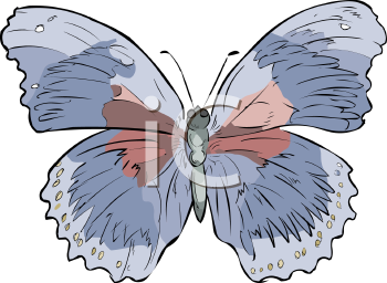 Insect Clipart