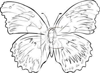 Insect Clipart
