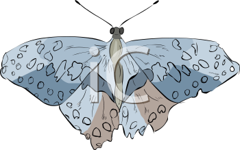 Insect Clipart