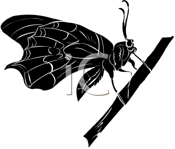 Insect Clipart