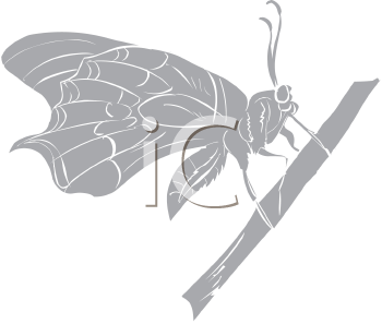 Insect Clipart