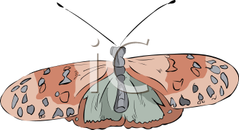 Insect Clipart