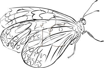 Insect Clipart