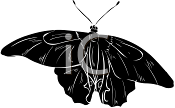 Insect Clipart