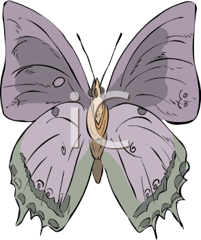 Insect Clipart
