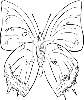 Insect Clipart