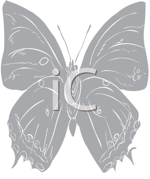 Insect Clipart