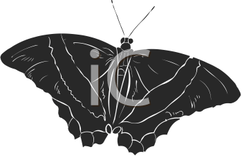 Insect Clipart