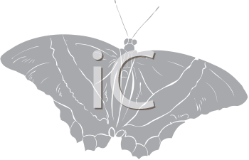 Insect Clipart