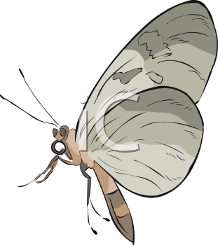 Insect Clipart