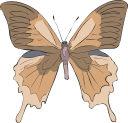 Insect Clipart