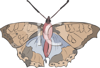 Insect Clipart