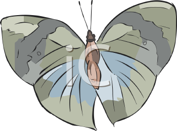 Insect Clipart