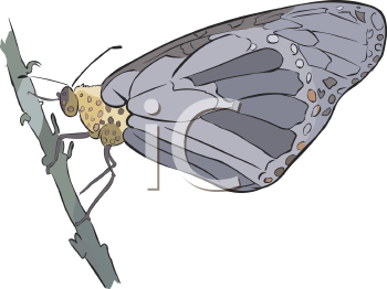 Insect Clipart
