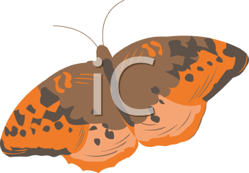 Insect Clipart